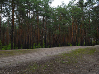 A small sand road in a pine forest.
