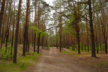 Fototapeta na wymiar Long road in a pine forest. Summer nature.