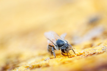 The worker bee is exploring to repair the honeycomb