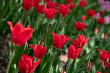 Many bright red tulips in the Park on a Sunny day