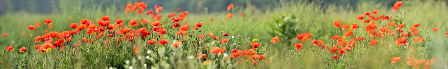 Landscape with nice sunset over poppy field - panorama