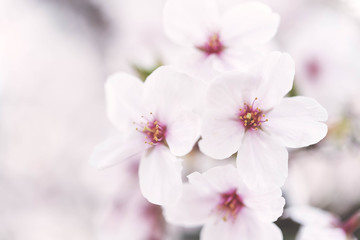 Naklejka na ściany i meble Close up on light pink cherry blossom.