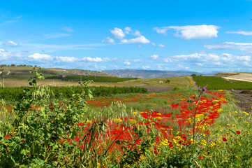 Fototapeta na wymiar Beautiful Sicilian Landscape, Caltanissetta, Italy, Europe
