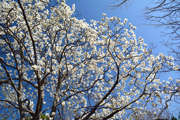 早春のハクモクレンの花が青空を背景に