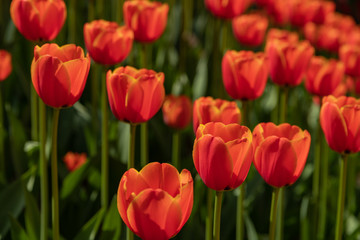 Many bright orange and red tulips in the Park on a Sunny day
