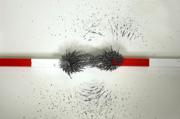 The lines of forces around two magnets with merging and cooperating magnetic fields visualized with iron chips spread on a glass plate that rests on the magnets.
