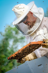 Beekeeper Controlling Colony And Bees