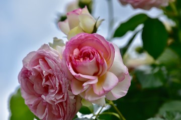 日本の美しいバラ