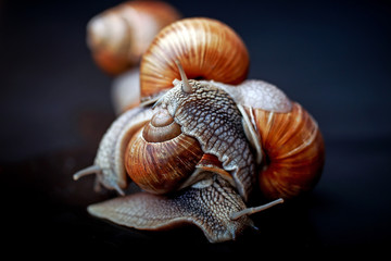 big snails crawling one on one in the studio