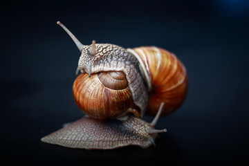 big snails crawling one on one in the studio