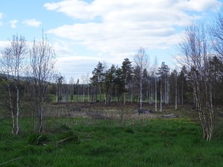 birkenwald im bayerischen wald landschaftsidylle