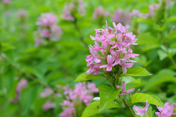 Beautiful Pink flowers
