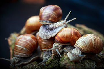 big snails crawling one on one in the studio