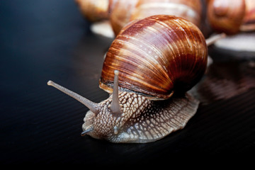 big snails crawling one on one in the studio