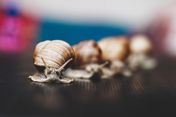 big snails crawling one on one in the studio