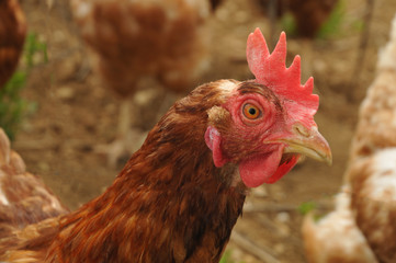 portrait of a chicken on a farmyard