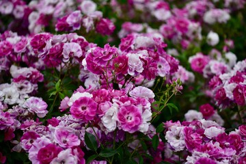 日本の美しいバラ