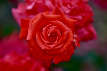 日本の美しいバラ