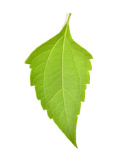 Green leaves Bitter bush, (Siam weed) isolated on white background