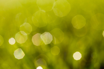 Water drop grass © rsooll