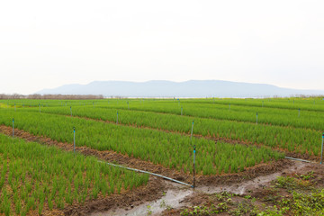Fototapeta na wymiar Green onion field in Thailand.
