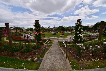 日本の美しいバラ