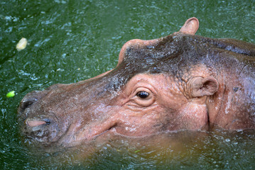 Hippopotamus closeup side and breast profile