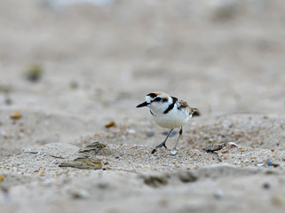 Malaysian Plover (Charadrius peronii)