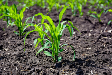 Close-up green corn sprouts planted in neat rows. Copy space, space for text. Agriculture. Ukraine