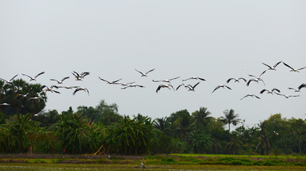 Many birds flying (Painted storks,  Mycteria leucocephala)