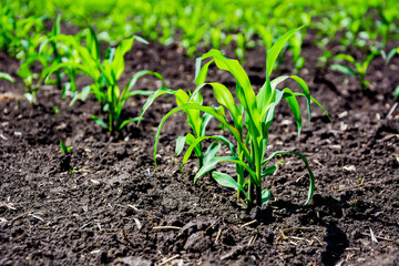 Close-up green corn sprouts planted in neat rows. Copy space, space for text. Agriculture. Ukraine