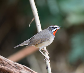Siberian Rubythroat bird (luscinia Sibilans) showing its red throat feathers
