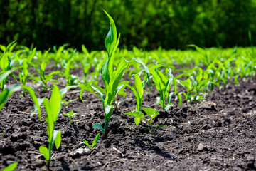 Close-up green corn sprouts planted in neat rows. Copy space, space for text. Agriculture. Ukraine