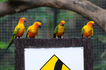 Sun conure parrot