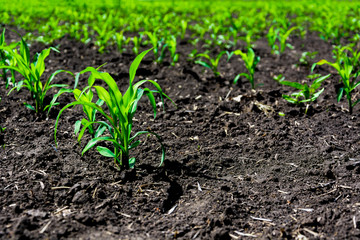Close-up green corn sprouts planted in neat rows. Copy space, space for text. Agriculture. Ukraine