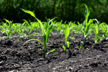 Close-up green corn sprouts planted in neat rows. Copy space, space for text. Agriculture. Ukraine