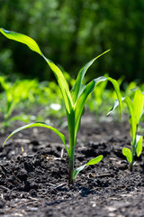 Close-up green corn sprouts planted in neat rows. Copy space, space for text. Agriculture. Ukraine