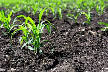 Close-up green corn sprouts planted in neat rows. Copy space, space for text. Agriculture. Ukraine