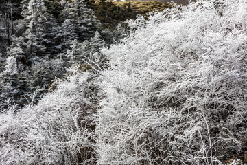 Frozen plants on mountain of China