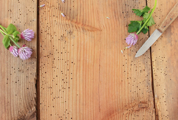 Schnittlauchblüten Schnittlauch Schnittlauchblüte essbar essbare Blüte Blüten