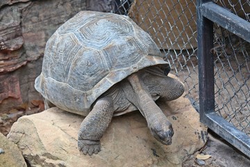 Animal,  it is tortoise,  be animal that have a carapace,  see it at KHON KAEN zoo in KHON KAEN province THAILAND.