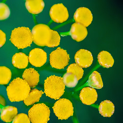 Tansy flowers close up. Tanacetum vulgare blossom plant. Yellow healthy herb flowers, macro view.