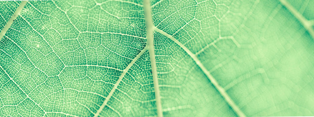 Grape leaf, green toned, macro. Close up texture with copy space for design.