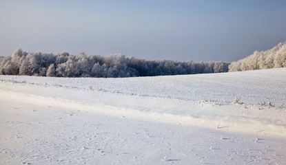 winter landscape in a field