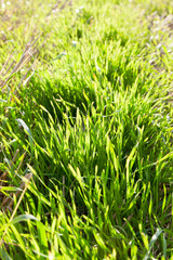Fototapeta premium grass field farming