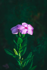 flower on black background