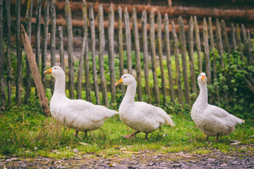 White domestic geese walking on green grass in the garden, natural outdoor animal background, rural scene