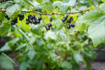 Black currants on bush in garden in summer day.