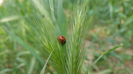 Little ladybug