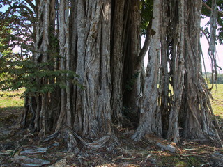 Fig tree in Corcovado NP near Puerto Jimenez on peninsula Osa in Costa Rica